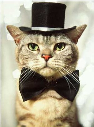 cat in hat images. Cat-with-hat.jpg